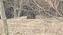 «Мирно ест травку»: на юге Сахалина заметили медведя