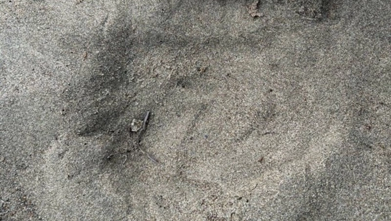 Следы медведя обнаружили на берегу моря в Углегорском районе