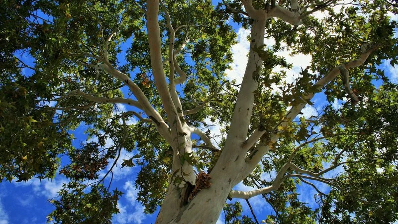 Сахалинский мэр спасает тополь