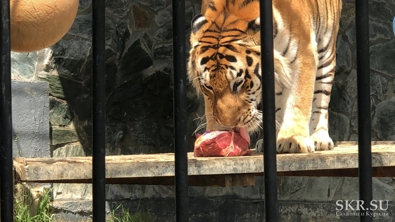 Сахалинцы поздравили тигра Амура с днем рождения