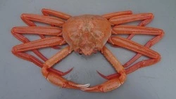 Квоты на вылов краба на Сахалине не заинтересовали инвесторов даже после снижения цены