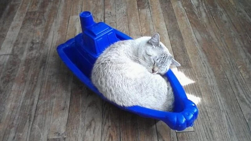 Сахалинский поэт написал стих про коронавирус и горбатый ковчег