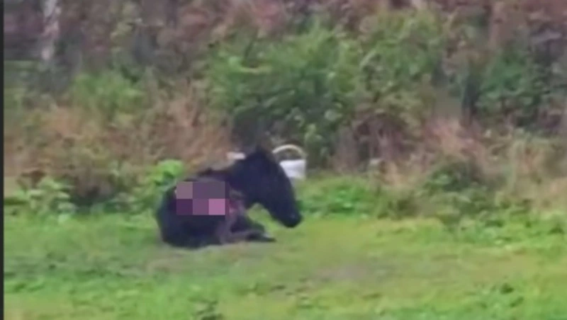 Окровавленную лошадь нашли у ж/д путей в Ново-Александровске