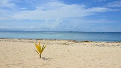 Бойтесь белых людей: сахалинцы из-за коронавируса застряли на Фиджи и опасаются за свою жизнь