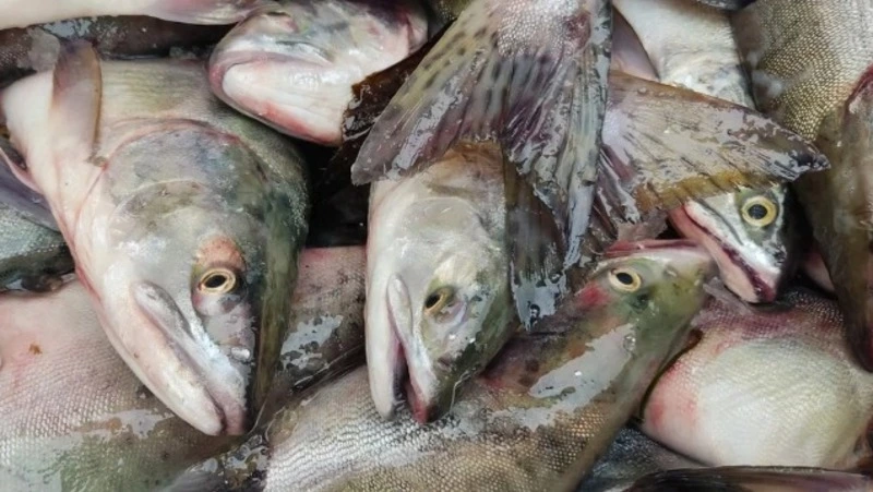 Сахалинская область получила первую добавку ресурсов к лососевой путине