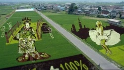 В Японии на рисовом поле создают самые большие в мире гравюры