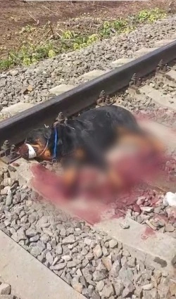 Лежала и истекала кровью: на Сахалине поезд оторвал собаке лапы 