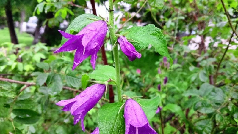 В Южно-Сахалинске 19 июля будет дождливая погода