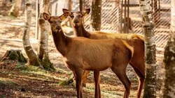 Самка кенгуру облюбовала новый домик, алтайские маралы обзавелись няней в сахалинском зоопарке