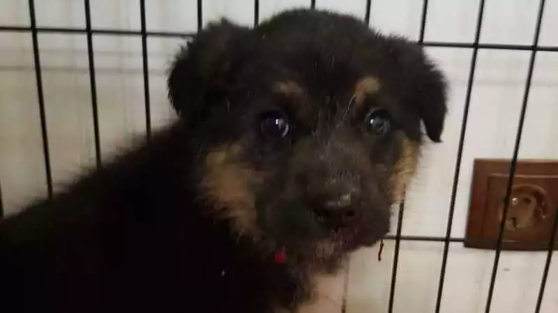 Долгая дорога домой. Щенка из южносахалинского приюта отправили на Курилы к новым хозяевам