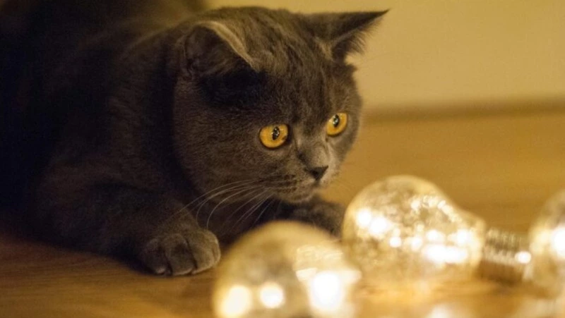 Без света на три дня в ноябре останется ряд СНТ Южно-Сахалинска