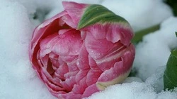 Синоптики рассказали, какая погода будет в Сахалинской области на 8 марта