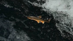 Сахалинские рыбаки освоили треть рекомендованного вылова лосося