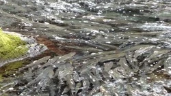 На Сахалине ввели дни пропуска тихоокеанских лососей на нерест 