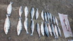 Полицейские задержали жителя Холмска за незаконный вылов симы и кунджи