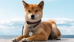 Такая есть у Путина: почему в честь породы собак акита-ину в Японии открыт настоящий музей