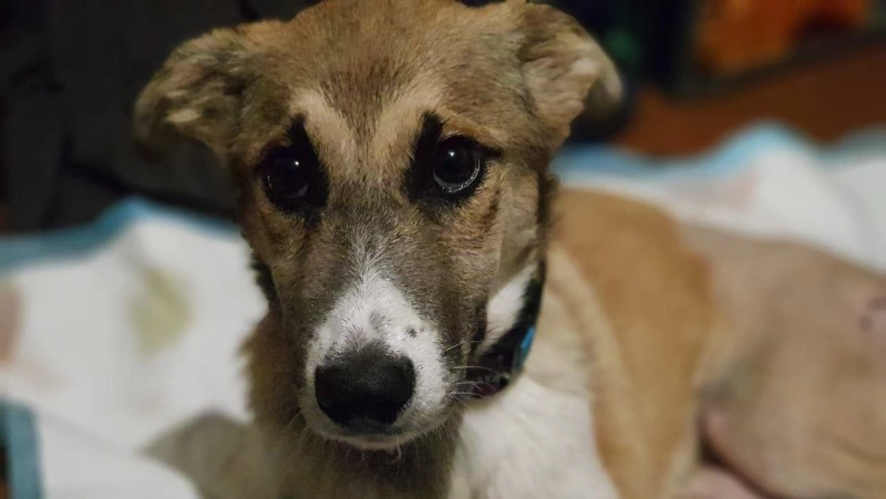 Щенка, которого сбила скорая в Поронайске, будут оперировать в третий раз
