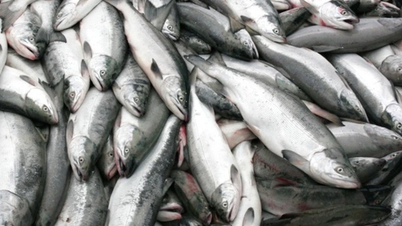 Рыбакам Сахалина пообещали перезаключение договоров на лососевые участки без аукционов