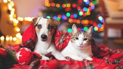 Как спасти новогоднюю елку от кота и собаки: советы для жителей Сахалина
