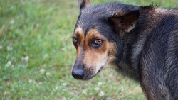 Любители бездомных собак в Углегорске вышли на защиту агрессивных животных