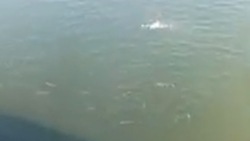 Рыбак снял на видео огромные косяки кеты в Корсаковском районе