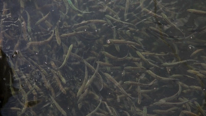 Лучшим среди регионов России по разведению рыб стал Сахалин