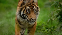 Эксперты подсчитали, как часто работодатели искали тигров