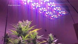 Сахалинские полицейские ликвидировали цех по изготовлению наркотиков