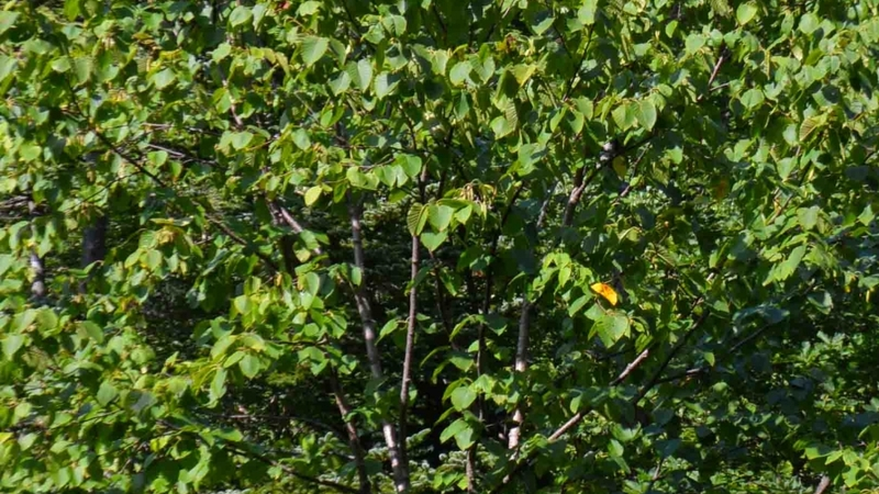 Редкие краснокнижные растения обнаружили на Курилах