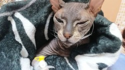 Породистого кота в критическом состоянии нашли в подъезде дома села Быков