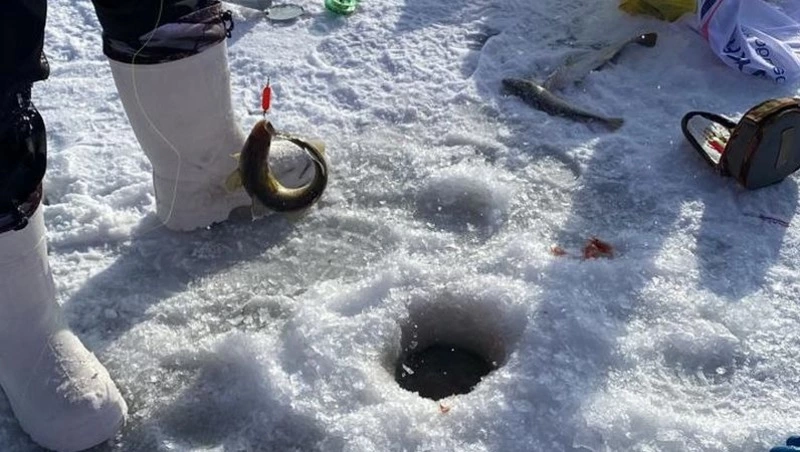 Приехали за навагой, а ловим корюшку. На «Сахалинском льду» рассказали об улове