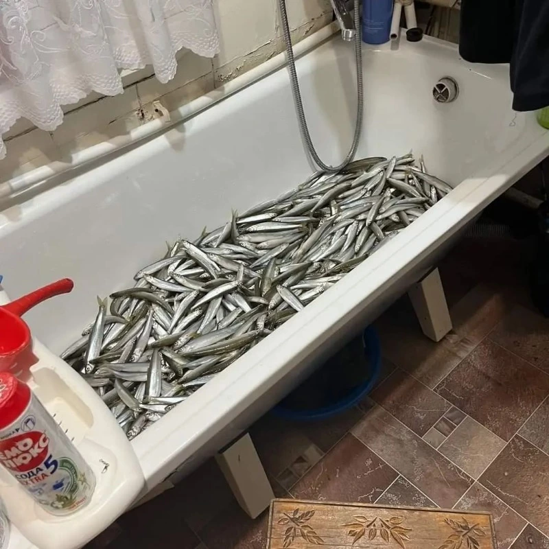 Ванны корюшки вывозят с водоемов рыбаки Сахалина