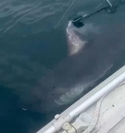 «Ты видел как она выпрыгнула?»: рыбаки поймали на удочку акулу у берегов Сахалина