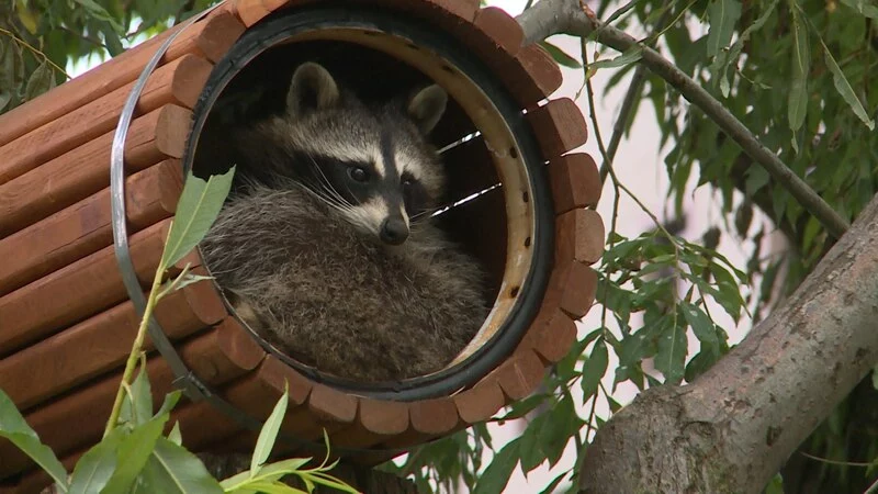 Зита и Гита переезжают в новый дом на юге Сахалина