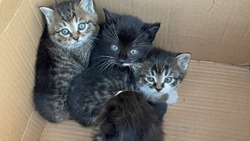 «Двоих уже ждут»: трогательная история спасения котят на Сахалине 