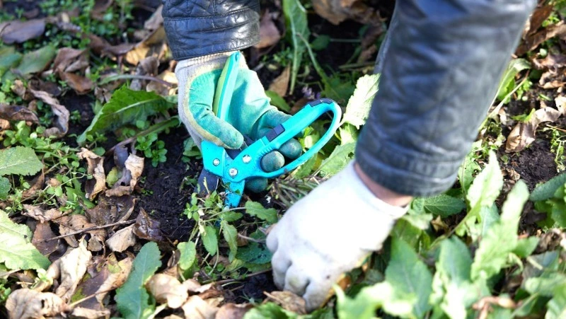 Скверы Южно-Сахалинска готовят к предстоящей зиме