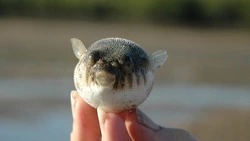 Тропические рыбы стали чаще предпочитать воды Сахалина и Курил — ученые