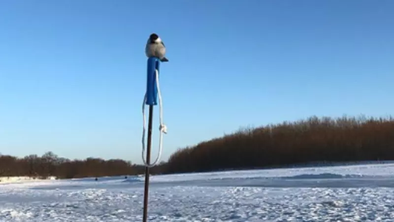 Сахалинцы на рыбалке обзаводятся пернатыми товарищами