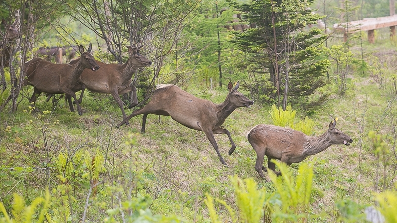 Сахалинский «Сварог» с маралами может стать раем для туристов