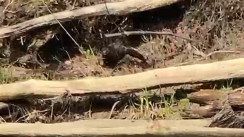 Удачливая норка оставила рыбаков без улова на юге Сахалина