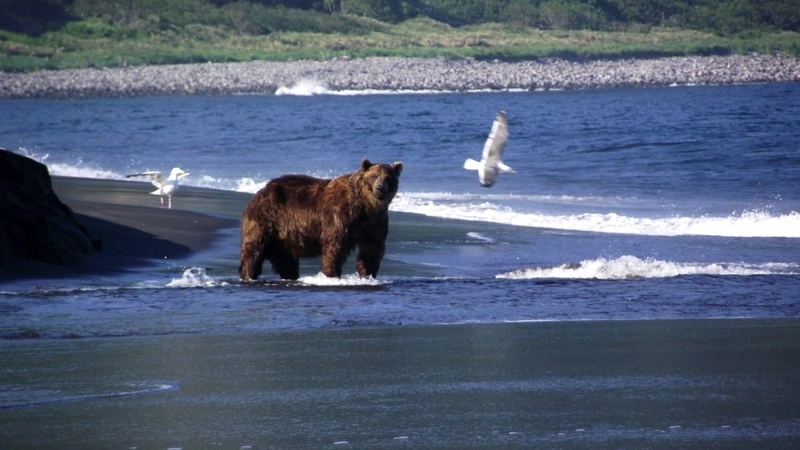 В районе Елочек сахалинские лесничие второй день ждут медведя в засаде