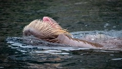 24 ноября — День моржа в России. Как на Сахалине достигают побед в ледяной воде?