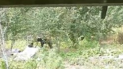 Два  медведя подошли к частному дому в ДНТ в Южно-Сахалинске