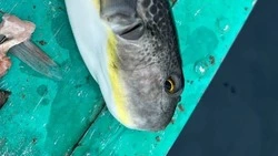 Смертельно опасный деликатес поймал житель Сахалина