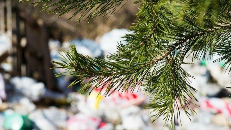 В мэрии Южно-Сахалинска напомнили о правилах  утилизации елей после Нового года