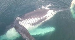 Огромный кит встретил команду рыбаков возле южных Курил