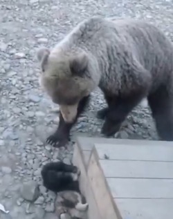 Медведь чуть не съел щенков на одном из рыбацких станов
