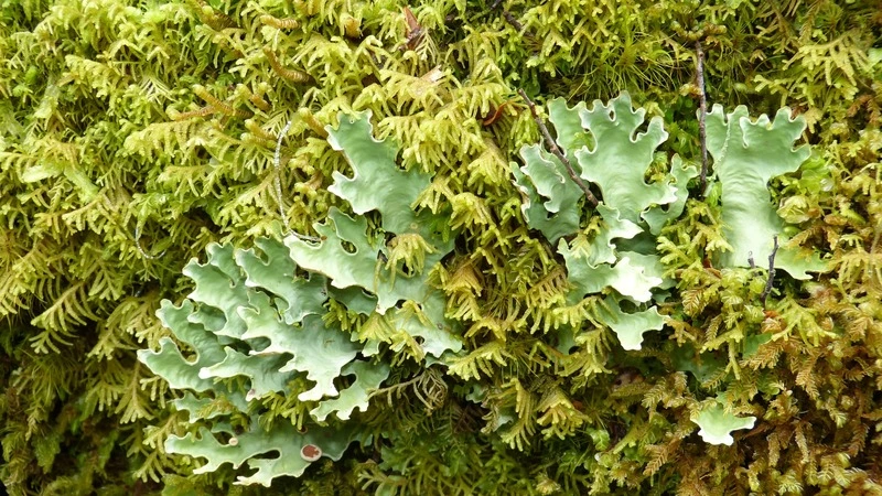 Японцы «нарисуют» свою карту растительности южных Курил