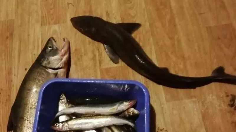 Сахалинец случайно выловил в море детеныша акулы