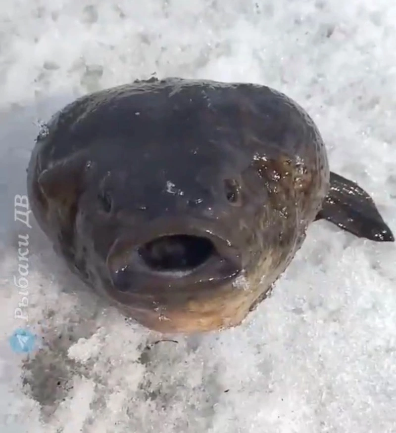 Рыбак из Владивостока поймал необычную рыбу у побережья острова Русский